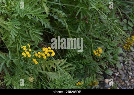 Tansy or Tanacetum vulgare growing wild along the road, also known as common tansy Stock Photo