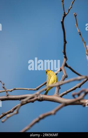 Auffälliger gelber Goldfink in den Zweigen eines Baumes. Sicalis flaveola Stockfoto