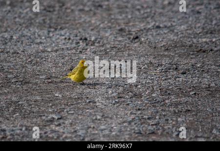 Auffälliger gelber Goldfink im Gartenrasen. Sicalis flaveola Stockfoto