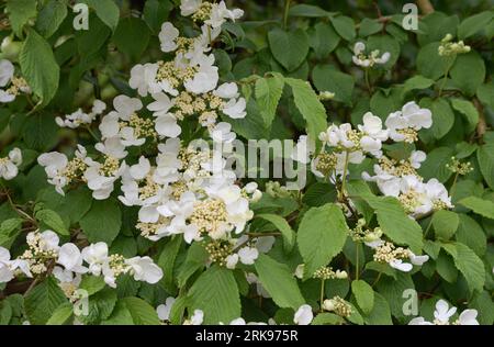 Weiße japanische Schneeballblumen. Highbush-Cranberry, glatte Hortensien Stockfoto