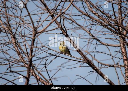 Auffälliger gelber Goldfink in den Zweigen eines Baumes. Sicalis flaveola Stockfoto