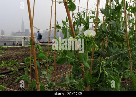 Bildnummer: 54148509 Datum: 13.06.2010 Copyright: imago/Xinhua (100616) -- NEW YORK, 16. Juni 2010 (Xinhua) -- Pea Blossom wird auf der Eagle Street Rooftop Farm in Brooklyn, New York, USA, gesehen, 13. Juni 2010. Die Eagle Street Rooftop Farm liegt am Ufer des East River und bietet einen atemberaubenden Blick auf die Skyline von Manhattan. Sie ist eine 6.000 Quadratmeter (ca. 557 Quadratmeter) große Bio-Gemüsehaltung mit grünem Dach, die sich auf einem Lagerhaus in Greenpoint, Brooklyn, befindet. (Xinhua/Liu Xin)(zx) (11)U.S.-NEW YORK-ORGANIC FARM-ROOFTOP PUBLICATIONxNOTxINxCHN Fotostory Ökologie Gesellschaft USA DAC Stockfoto