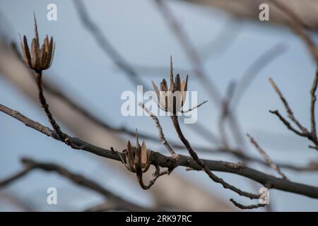 branch of a tulip tree in winter Stockfoto