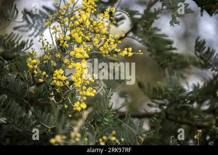 Yellow flowers of a tree in the garden. Acacia Stockfoto