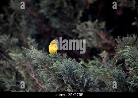 Auffälliger gelber Goldfink in den Zweigen eines Baumes. Sicalis flaveola Stockfoto