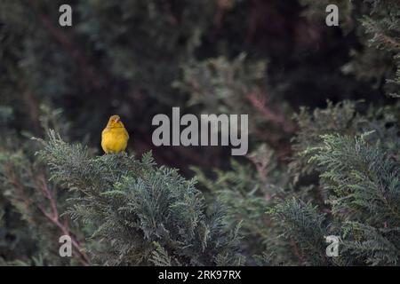 Auffälliger gelber Goldfink in den Zweigen eines Baumes. Sicalis flaveola Stockfoto