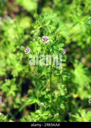 Kleiner Kranichschnabel, kleine Geranie, Geranium pusillum, apró gólyaorr, Ungarn, Magyarország, Europa Stockfoto