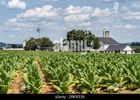 Tobacco drying on an Amish farm in Lancaster County, Pennsylvania Stock Photo