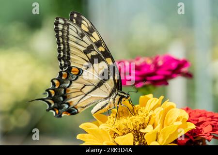 Ostiger Schwalbenschwanz (Papilio glaucus) an hellgelben Zinnien im Sommergarten. Stockfoto