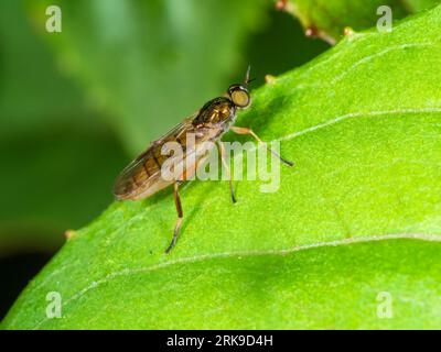 Erwachsenes Weibchen des hellen Legionärssoldaten, Chorisops nagatomii, in einem Devon, UK-Garten Stockfoto