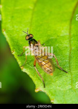 Erwachsenes Weibchen des hellen Legionärssoldaten, Chorisops nagatomii, in einem Devon, UK-Garten Stockfoto