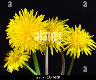 Blüten von Dandelion isoliert auf einem schwarzen Hintergrund Stockfoto