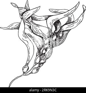 Vektor Meerespflanze Tinte Hand gezeichnete Illustration isoliert auf weißem Hintergrund. Ascophyllum, Seetang, Kräuterseetang, schwarze weiße Linie. Konstruktionselement für Stock Vektor