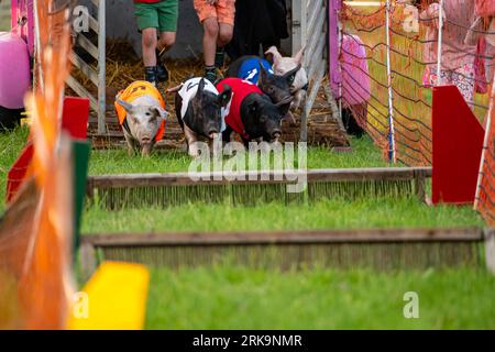 very exciting pig obstacle course Stockfoto