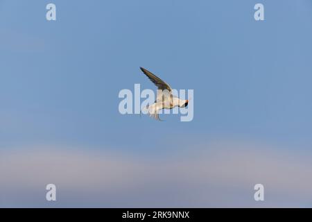 Seeschwalbe Sterna hirundo, Erwachsenenflug, Schütteln nach dem Baden, RSPB Minsmere Nature Reserve, Suffolk, England, August Stockfoto