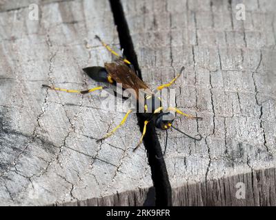 Gelbbeinige Schlammnabe Wespe, schwarz-gelbe Schlammnabe, Sceliphron Caementarium, feketenyelű lopódarázs, Budapest, Ungarn, Magyarország, Europa Stockfoto