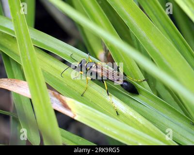Gelbbeinige Schlammnabe Wespe, schwarz-gelbe Schlammnabe, Sceliphron Caementarium, feketenyelű lopódarázs, Budapest, Ungarn, Magyarország, Europa Stockfoto