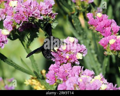 Violette Zimmermannsbiene, große Holzbiene, abeille perce-bois, Xylocopa violacea, kék fadongó, Budapest, Ungarn, Magyarország, Europa Stockfoto