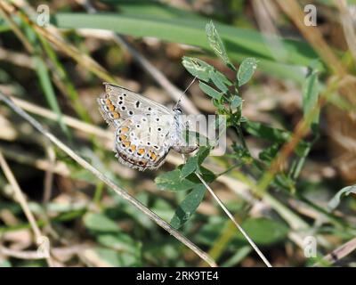 Blauer Schmetterling oder blauer Europäischer Schmetterling, Hauhechel-Bläuling, Argus bleu, Polyommatus icarus, közönséges Boglárka, Ungarn, Magyarország, Europa Stockfoto