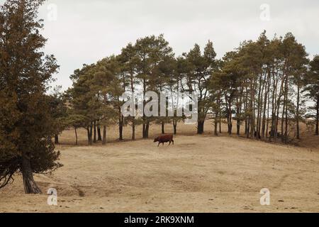 Braune Kühe weiden im Frühjahr Stockfoto