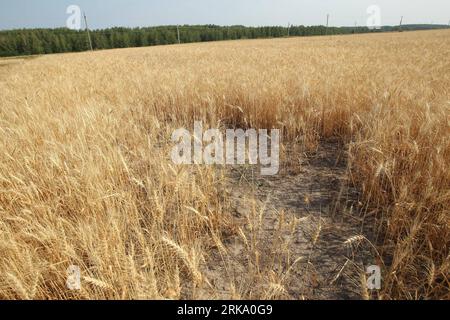 Bildnummer: 54249462 Datum: 22.07.2010 Copyright: imago/Xinhua (100724) -- NIZHNIJ NOVGOROD, 24. Juli 2010 (Xinhua) -- Ein von Dürre liegendes Feld ist in Lyskovo von Nischni Nowgorod, Russland, 22. Juli 2010 abgebildet. Der erste stellvertretende russische Premierminister Viktor Zubkov versicherte am Freitag, dass es aufgrund der anhaltenden Dürre, die ein Fünftel der russischen Ernten zerstörte, keine Nahrungsmittelknappheit geben wird. (Xinhua/Lu Jinbo) (nxl) RUSSIA-NIZHNIJ NOVGOROD-Dürre PUBLICATIONxNOTxINxCHN Wirtschaft Landwirtschaft Trockenheit Dürre kbdig xub 2010 quer o0 Feld Bildnummer 54249462 Datum 22 07 2010 Copyright Imago XIN Stockfoto