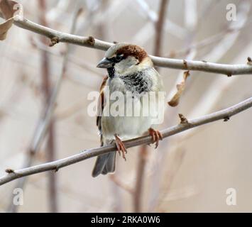 Der Hausspatzen (Passer domesticus) sitzt auf einem Ast in freier Wildbahn Stockfoto