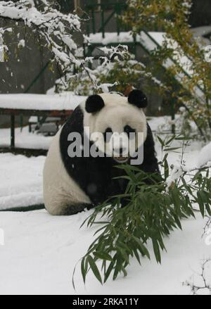 Bildnummer: 54250843  Datum: 12.11.2009  Copyright: imago/Xinhua (100725) -- JINAN, July 25 (Xinhua) -- File photo taken on Nov. 12, 2009 shows giant panda Quanquan playing in snow at Jinan Zoo in Jinan, capital of east China s Shandong Province. The 21-year-old Quanquan was found dead at the zoo on July 22. Experts from the Wolong Giant Panda Reserve in southwest China s Sichuan Province, the panda s hometown, are investigating into the cause of Quanquan s death. Jinan residents are in grief losing their second panda within three years after another panda named Taotao passed away due to old a Stockfoto