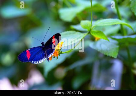 Blauer Postmann-Schmetterling „Heliconius melpomene“, der sich von gelber Blume ernährt. Auch „Piano Key Butterfly“ oder „Amazon Postman Butterfly“. Irland Stockfoto