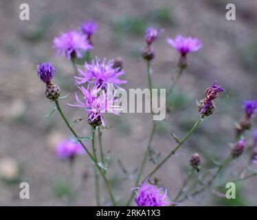 Centaurea Jakea blüht auf der Wiese unter Wildgräsern Stockfoto