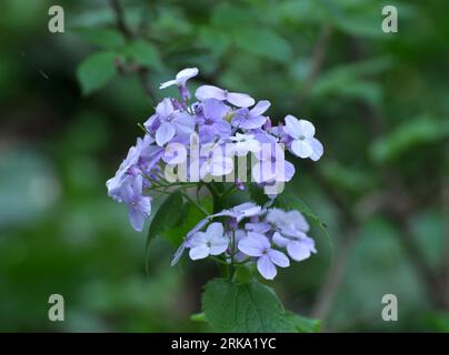 Im Frühling blüht Lunaria rediviva in der Wildnis des Waldes Stockfoto