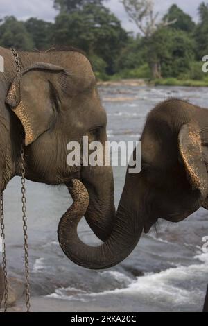 Bildnummer: 54257178 Datum: 27.07.2010 Copyright: imago/Xinhua (100727) -- PINNAWELA, 27. Juli 2010 (Xinhua) -- zwei Elefanten des Pinnawela Elephant Orphanage spielen im Maha Oya Fluss in Pinnawela, etwa 90 km nordöstlich der Hauptstadt Colombo, Sri Lanka, 27. Juli 2010. Gegründet 1975 auf einer Fläche von 25 Acres (10 ha) Das Pinnawela Elephant Orphanage ist ein Brutgebiet für wilde Elefanten. Das Waisenhaus wurde ursprünglich gegründet, um den im Dschungel gefundenen Waisenelefanten Pflege und Schutz zu bieten. Die Zahl der Elefanten im Waisenhaus ist von fünf im Jahr 1975 auf mehr t gestiegen Stockfoto