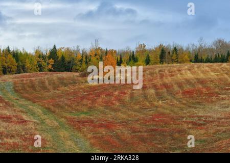 Wild Blueberry Fields, Nova Scotia, Kanada. Im Gegensatz zu anderen Kulturen werden wilde Blaubeeren nicht gepflanzt, sondern aus einheimischen Beständen entwickelt Stockfoto