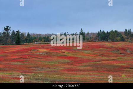 Wild Blueberry Fields, Nova Scotia, Kanada. Im Gegensatz zu anderen Kulturen werden wilde Blaubeeren nicht gepflanzt, sondern aus einheimischen Beständen entwickelt Stockfoto