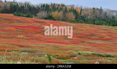 Wild Blueberry Fields, Nova Scotia, Kanada. Im Gegensatz zu anderen Kulturen werden wilde Blaubeeren nicht gepflanzt, sondern aus einheimischen Beständen entwickelt Stockfoto