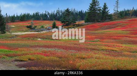 Wild Blueberry Fields, Nova Scotia, Kanada. Im Gegensatz zu anderen Kulturen werden wilde Blaubeeren nicht gepflanzt, sondern aus einheimischen Beständen entwickelt Stockfoto