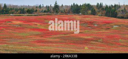 Wild Blueberry Fields, Nova Scotia, Kanada. Im Gegensatz zu anderen Kulturen werden wilde Blaubeeren nicht gepflanzt, sondern aus einheimischen Beständen entwickelt Stockfoto