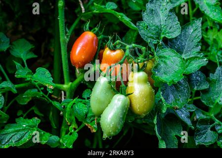 San marzano Tomaten. Rote und grüne Tomaten. Stockfoto