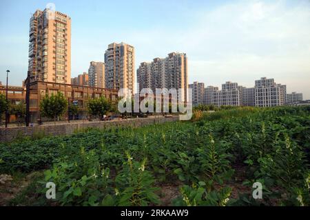 Bildnummer: 54297140  Datum: 15.08.2010  Copyright: imago/Xinhua (100815) -- HANGZHOU, Aug. 15, 2010 (Xinhua) -- Photo taken on Aug. 13, 2010 shows a patch of sesame field beside an appartment building in northern Hangzhou, capital of east China s Zhejiang Province. Local residents in a community in northern Hangzhou found a piece of wasteland near their building and spend their leisure time in planting vegetable on it. In this way, the residents harvest vegetables grown by themselves and enjoy a rural life in the modern city. (Xinhua/Xu Yu) CHINA-HANGZHOU-URBAN FARM LIFE (CN) PUBLICATIONxNOTx Stock Photo