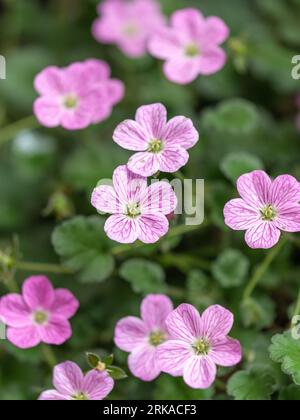 Beautiful macro of the small pink flowers of the Erodium plant. Erodium is a genus of flowering plants in the botanical family Geraniaceae, this is th Stock Photo