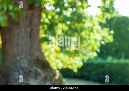 Blurred defocused photo of oak tree on sunny day Stockfoto