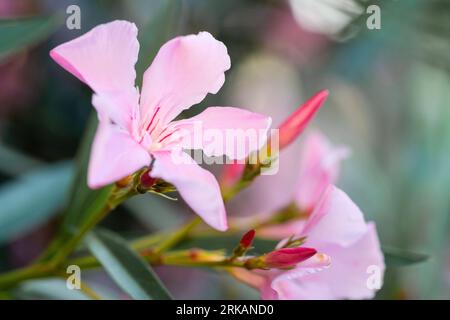 Blooming pink oleander flowers or nerium in garden. Selective focus. Copy space. Blossom spring Stockfoto