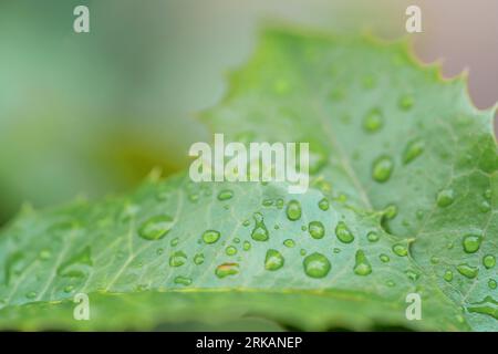 Large beautiful drops of transparent rain water on a green leaf macro. Drops of dew in the morning glow in the sun Stockfoto