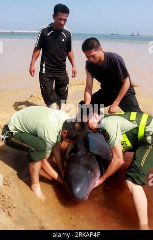 Bildnummer: 54410984  Datum: 07.09.2010  Copyright: imago/Xinhua (100907) -- SHISHI, Sept. 7, 2010 (Xinhua) -- Soldiers and villagers try to pull a beached dwarf sperm whale back into the sea in Shishi, a coastal city of southeast China s Fujian Province, Sept. 7, 2010. They finally failed on Tuesday in saving the whale becuase of its incurable injury on the abdomen caused by crash. (Xinhua/Wei Peiquan) (zn) CHINA-FUJIAN-SHISHI-RESCUE-BEACHED WHALE (CN) PUBLICATIONxNOTxINxCHN Gesellschaft Tiere kbdig xcb 2010 hoch o0 stranden retten Kleiner Pottwal (Kogia simus) sima    Bildnummer 54410984 Dat Stock Photo