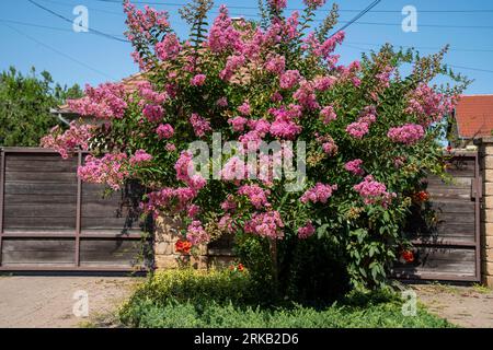 Lagerstroemia indica in der Blüte. Schöne rosa Blumen auf Сrape myrtenbaum auf verschwommenem blauem Himmelshintergrund. Selektiver Fokus. Stockfoto