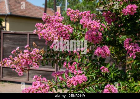 Lagerstroemia indica in der Blüte. Schöne rosa Blumen auf Сrape myrtenbaum auf verschwommenem blauem Himmelshintergrund. Selektiver Fokus. Stockfoto