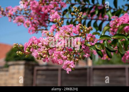 Lagerstroemia indica in der Blüte. Schöne rosa Blumen auf Сrape myrtenbaum auf verschwommenem blauem Himmelshintergrund. Selektiver Fokus. Stockfoto