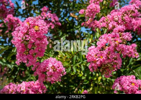 Lagerstroemia indica in der Blüte. Schöne rosa Blumen auf Сrape myrtenbaum auf verschwommenem grünem Hintergrund. Selektiver Fokus. Stockfoto