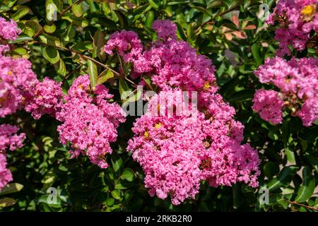 Lagerstroemia indica in der Blüte. Schöne rosa Blumen auf Сrape myrtenbaum auf verschwommenem grünem Hintergrund. Selektiver Fokus. Stockfoto