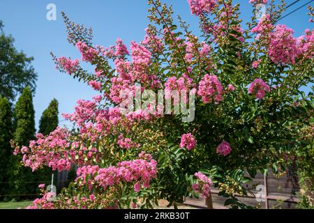 Lagerstroemia indica in der Blüte. Schöne rosa Blumen auf Сrape myrtenbaum auf verschwommenem blauem Himmelshintergrund. Selektiver Fokus. Stockfoto
