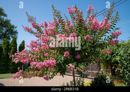 Lagerstroemia indica in der Blüte. Schöne rosa Blumen auf Сrape myrtenbaum auf verschwommenem blauem Himmelshintergrund. Selektiver Fokus. Stockfoto